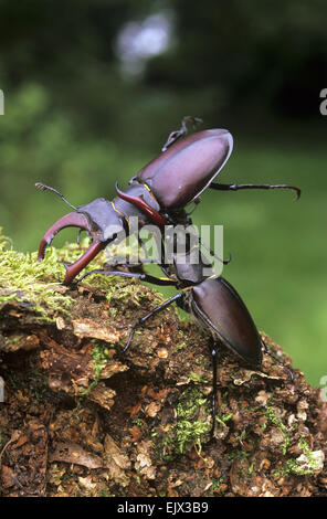 Stag Beetles - Lucanus cervus Stock Photo