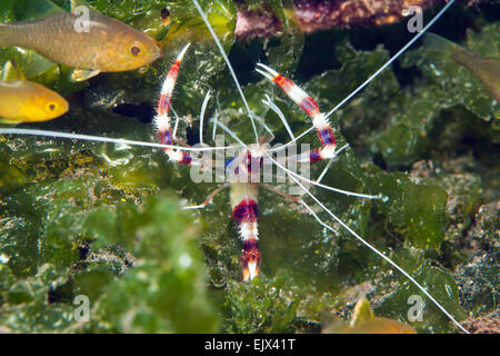 Banded coral shrimp, (Stenopus hispidus), Secret Bay, Bali, Indonesia Stock Photo