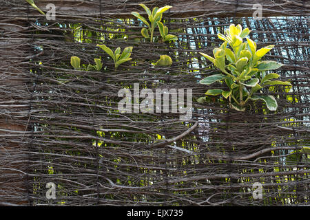 Green leaves growing through wicker wall Stock Photo