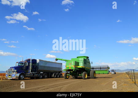 Harvested sorghum being transferred from a John Deere 9610 combine-harvester onto a semi-trailer, ready for transport to market. Stock Photo