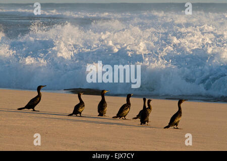 Little Black Cormorants (Phalacrocorax sulcirostris) on Wagoe Beach, Western Australia Stock Photo