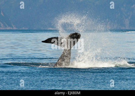 Humpback whale splashing its tail in Kenai Fjords National Park, Alaska Stock Photo