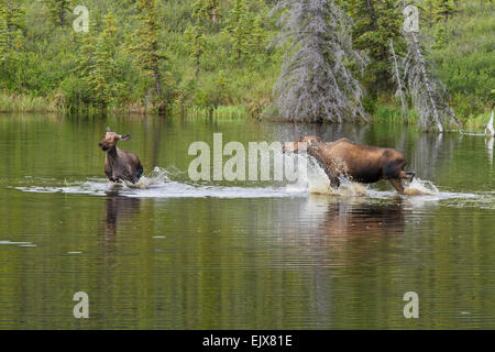 Moose (Alces americanus) confrontation in Denali National Park, Alaska Stock Photo