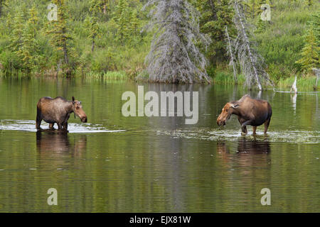Moose (Alces americanus) interaction in Denali National Park, Alaska Stock Photo