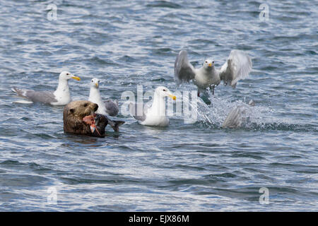 Glaucous-winged Gulls (Larus glaucescens) trying to partake in a sea otter's (Enhydra lutris) pink salmon meal Stock Photo