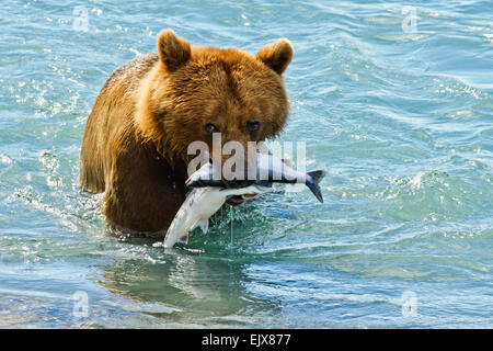 Coastal brown bear (Ursus arctos) with pink salmon (Oncorhynchus gorbuscha) in Valdez, Alaska Stock Photo