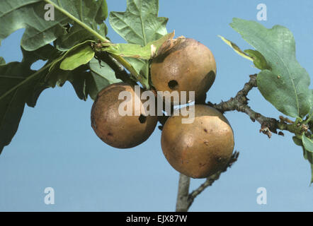 Marble Gall On Oak - Caused by Andricus kollari Stock Photo