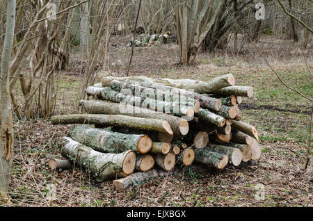 Suistainable energy in form of a firewood pile in a deciduous forest Stock Photo