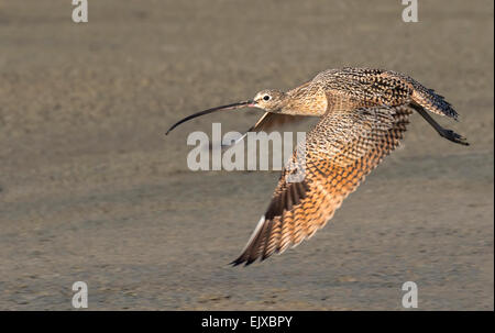 Long-billed curlew (Numenius americanus) flying over beach, Galveston, Texas, USA. Stock Photo