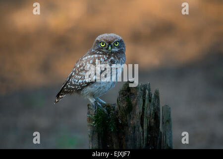 Little owl ( Athene noctua ) Stock Photo