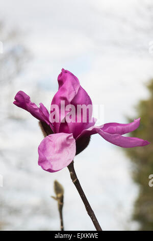 Emerging Magnolia flower Stock Photo - Alamy