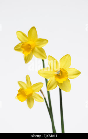 Three miniature daffodils against a white background. Stock Photo