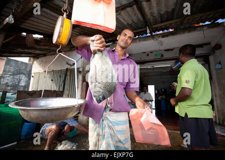 UNAWATUNA FISH MARKET; FISHERMEN WEIGHING THEIR DAILY CATCH Stock Photo