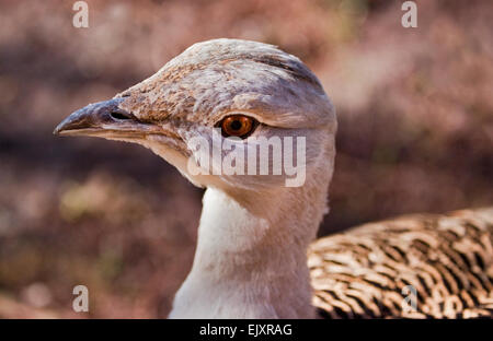 Great Bustard (otis tarda) female Stock Photo