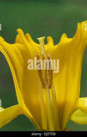 Wild daffodil / Lent lily (Narcissus pseudonarcissus) cross section of flower showing petals, stamens and style Stock Photo