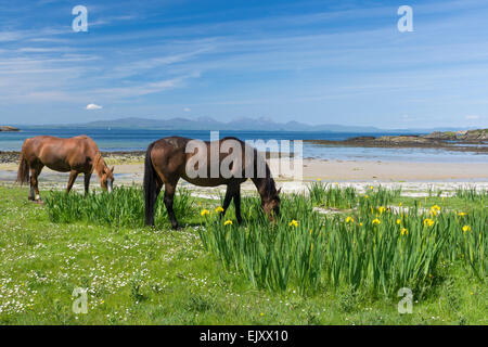 horses grazing peacefully on beach by shore  on gigha Stock Photo