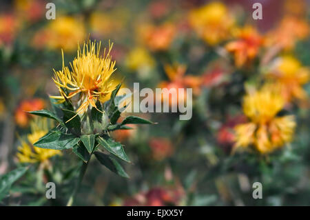 Safflower (Carthamus tinctorius L.) in flower Stock Photo