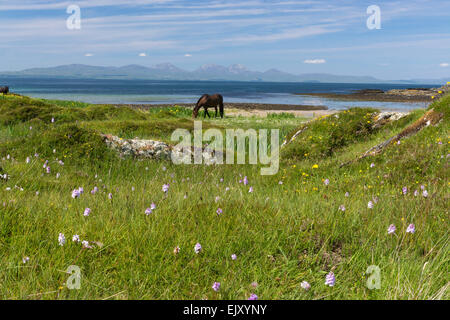 horses grazing peacefully on beach by shore on gigha Stock Photo