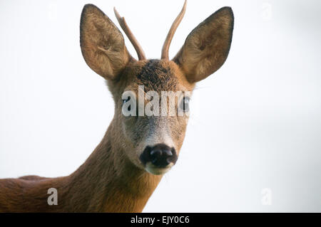 Close-up photo of roe deer Stock Photo