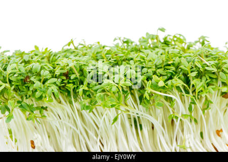 Bunch of isolated watercress sprouts Stock Photo