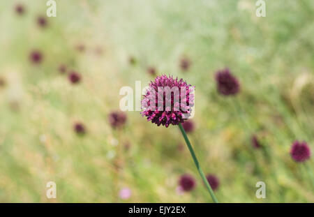 Bud of wild Allium aflatunense flower heads just before an opening time. Stock Photo