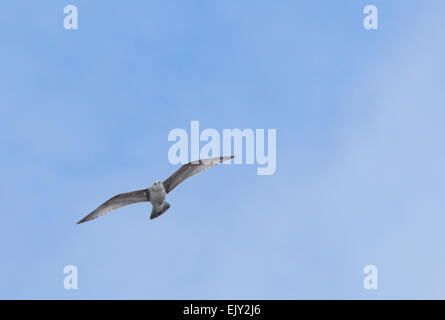Lone Seagull in flight. Stock Photo