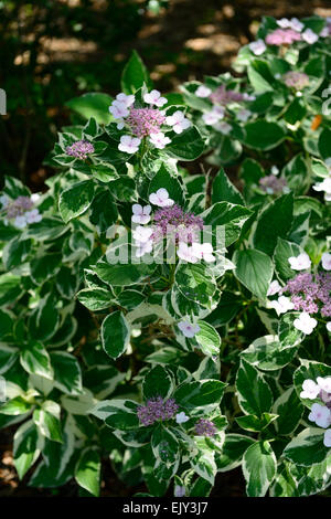 hydrangea macrophylla mariesii variegata Variegated Lacecap purple flowers flower folaige leaves leaf RM Floral Stock Photo