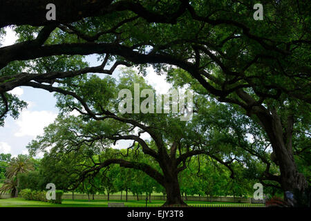 Laura historic Antebellum Creole plantation virginia live oak trees Vacherie New Orleans Louisiana  RM USA Stock Photo