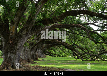 Oak Alley Sugarcane Plantation Virginia Live Oak trees oaks old ancient ...