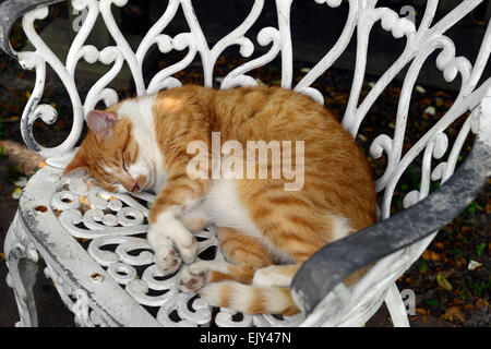 ginger marmalade cat asleep lying white wrought metal iron chair patio furniture shade RM Floral Stock Photo