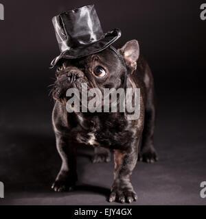 french bulldog wearing stovepipe in studio Stock Photo