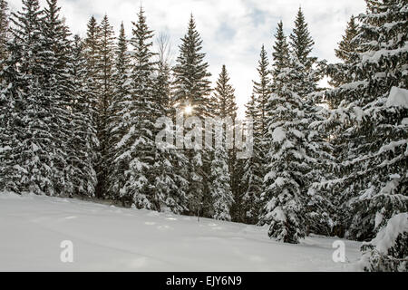 Snow-covered pine trees and sunburst, Santa Fe National Forest, near Santa Fe, New Mexico USA Stock Photo