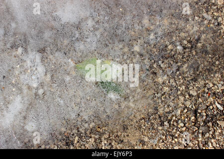 Two small leaves remained green until the thaw of winter in Ontario, Canada Stock Photo