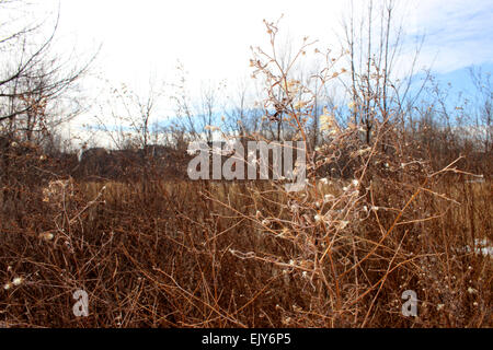 Beautiful photograph that recalls a walk in the park to lay a Canadian winter. Stock Photo