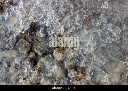 Strange discovery of a rare plant that survives in the winter and wait for the thaw in a Canadian park Stock Photo