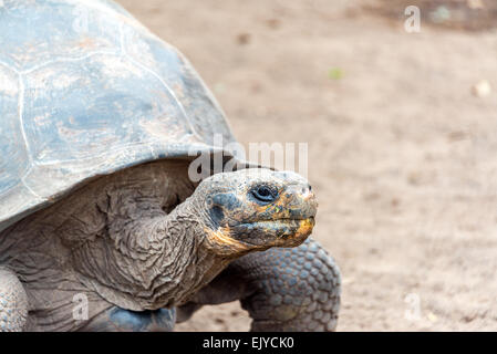 Giant tortoise on Isabela Island in the Galapagos Islands in Ecuador Stock Photo