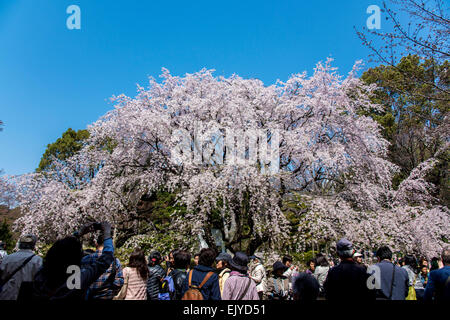 Weeping Cherry blossom,Rikugien Garden,Bunkyo-Ku,Tokyo,Japan Stock Photo