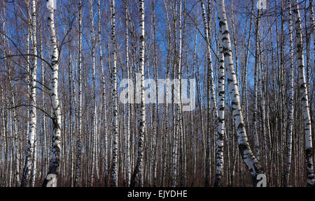 Early spring birch grove under sunlight on a background of blue sky Stock Photo