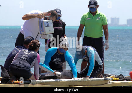 Quintana Roo. 3rd Apr, 2015. Network Specialist Marine Mammal Stranding makes an ultrasound to a female dolphin to determinate the severity of its disease in Quintana Roo, southern Mexico, on April 2 2015. The female dolphin that is under observation has a kidney disease and its condition is delicate, according to local press. © Francisco Galves/NOTIMEX/Xinhua/Alamy Live News Stock Photo