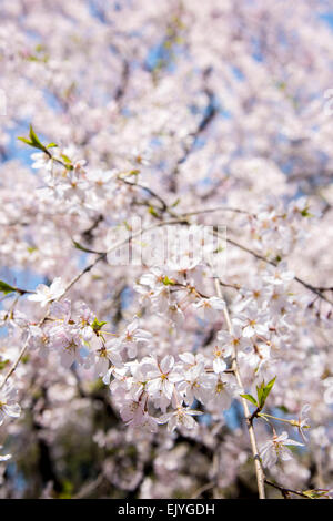 Weeping Cherry blossom,Rikugien Garden,Bunkyo-Ku,Tokyo,Japan Stock Photo