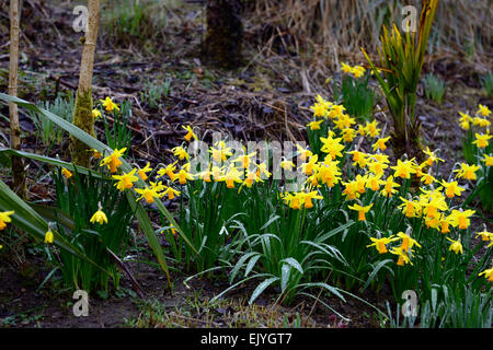 narcissus cyclamineus jetfire yellow daffodil spring flower flowering flowers mixed bed gardens RM floral Stock Photo