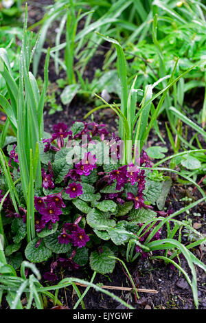 Primula pruhonicensis Old Port mix mixed bed border spring growth flowers flowering RM Floral Stock Photo