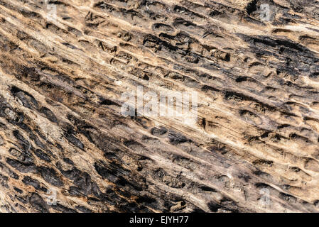 A tree trunk eroded by the water and the river sand Stock Photo