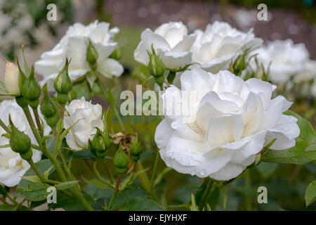 Carte blanche rose hi-res stock photography and images - Alamy