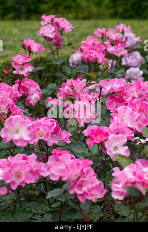 Rosa Sarasa, Japanese shrub rose Stock Photo