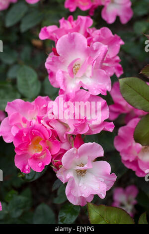 Rosa Sarasa, Japanese shrub rose Stock Photo