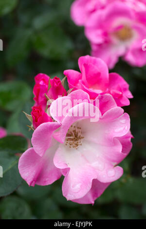 Rosa Sarasa, Japanese shrub rose Stock Photo