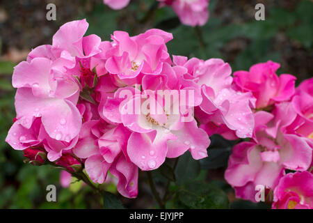 Rosa Sarasa, Japanese shrub rose Stock Photo