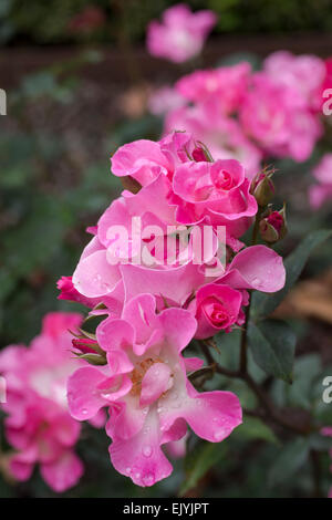 Rosa Sarasa, Japanese shrub rose Stock Photo