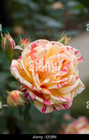 Rosa Matsuri, Japanese rose Stock Photo